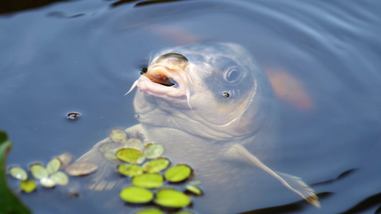 Untung Besar, Yuk Ketahui Cara Budidaya Ikan Gurame dengan Sistem Bioflok