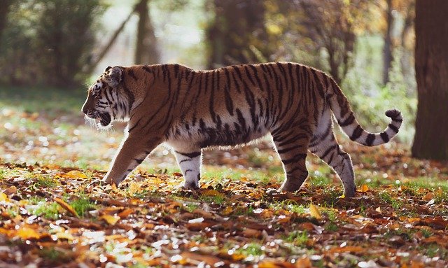 Kenali Ciri-Ciri Dan Habitat Harimau Kaspia