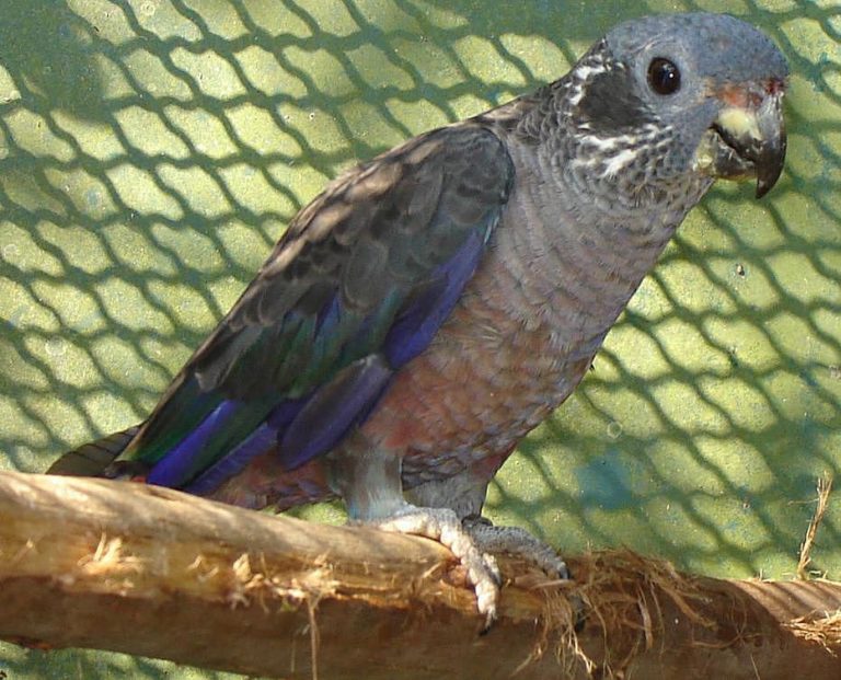 Dusky Pionus Parrot (Dusky Parrot)